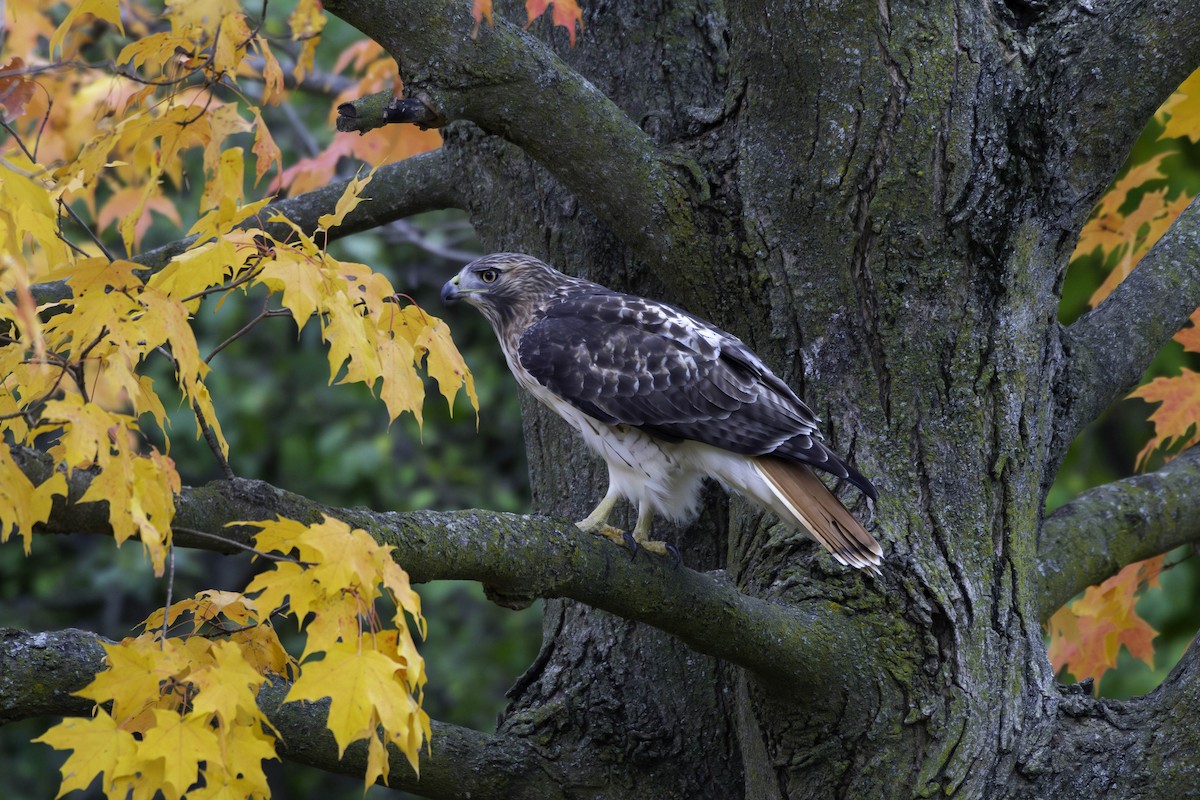 Red-tailed Hawk - ML644490116