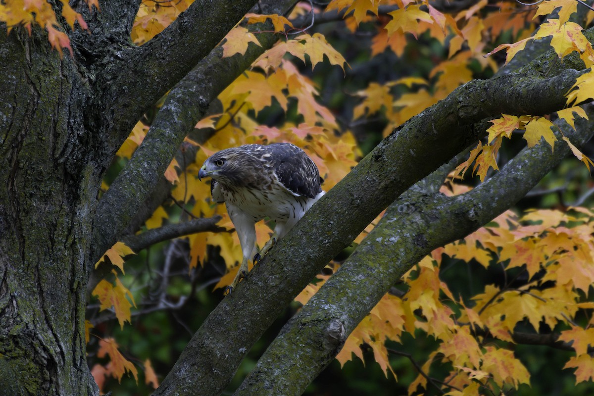 Red-tailed Hawk - ML644490117