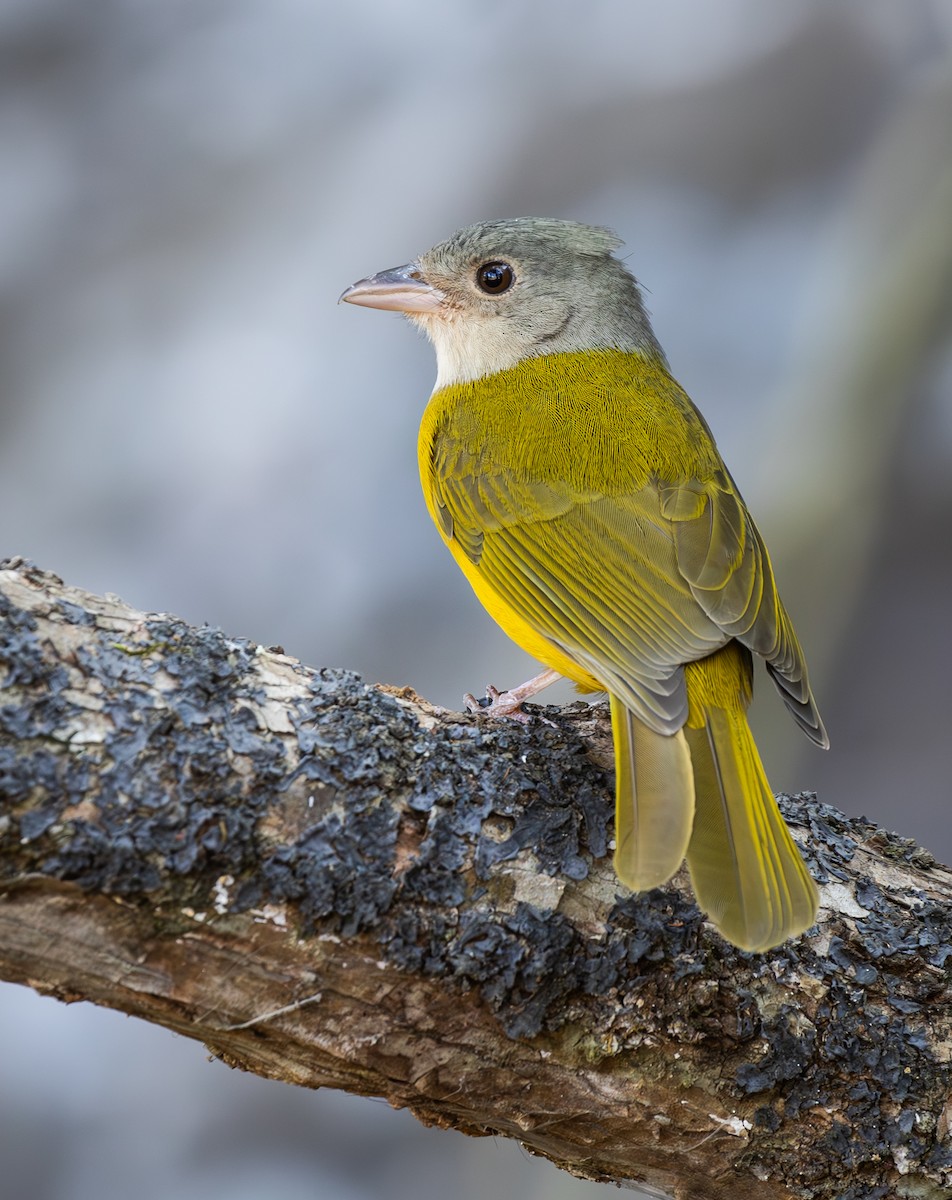 カンムリフウキンチョウ - ML644490120