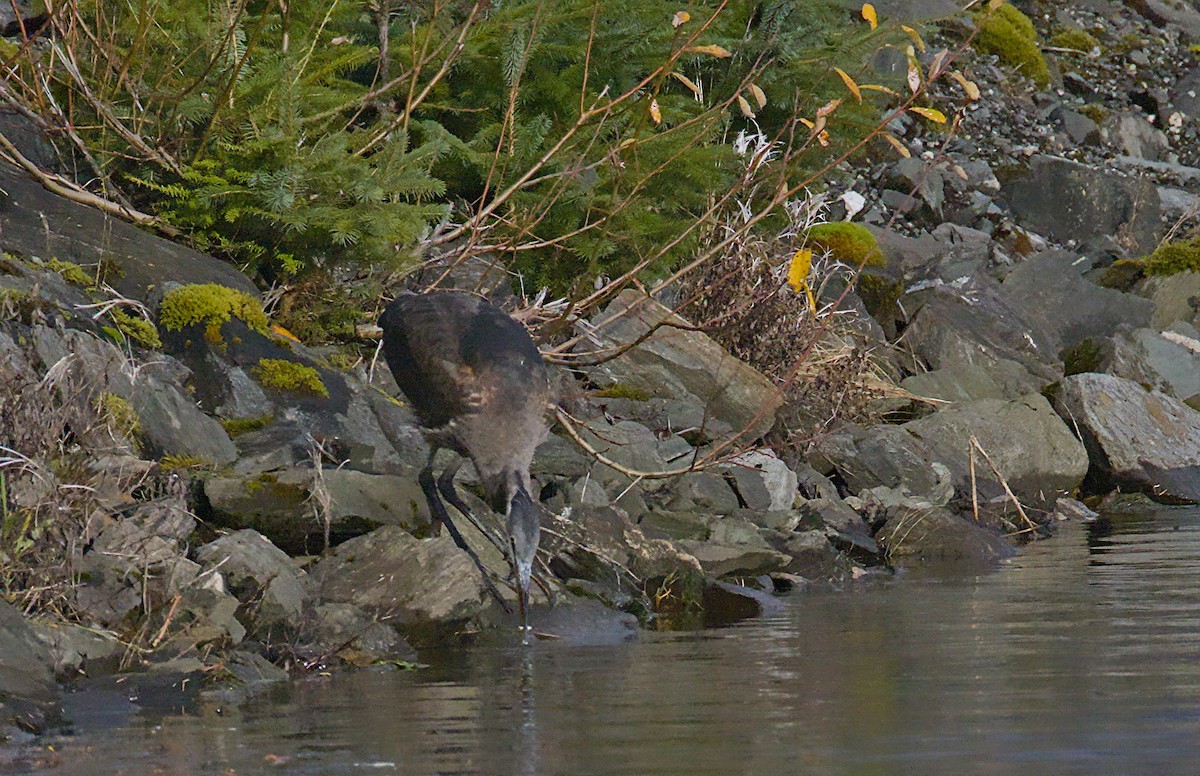 Amerika Gri Balıkçılı - ML644490121