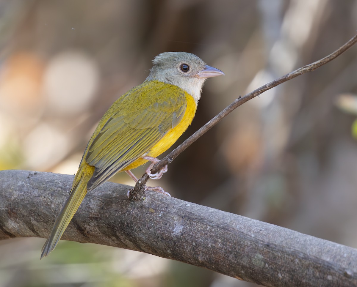 カンムリフウキンチョウ - ML644490125