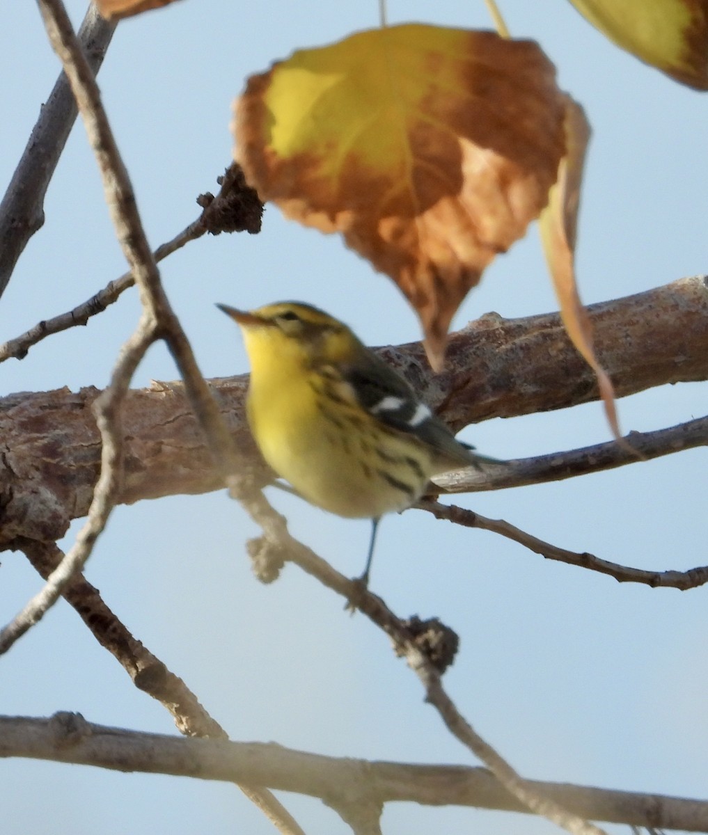 Blackburnian Warbler - ML644490130