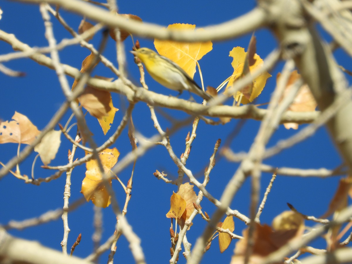 Blackburnian Warbler - ML644490131