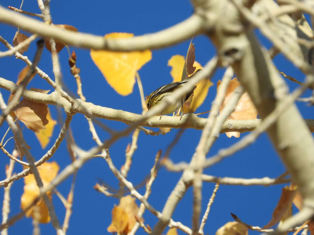 Blackburnian Warbler - ML644490132
