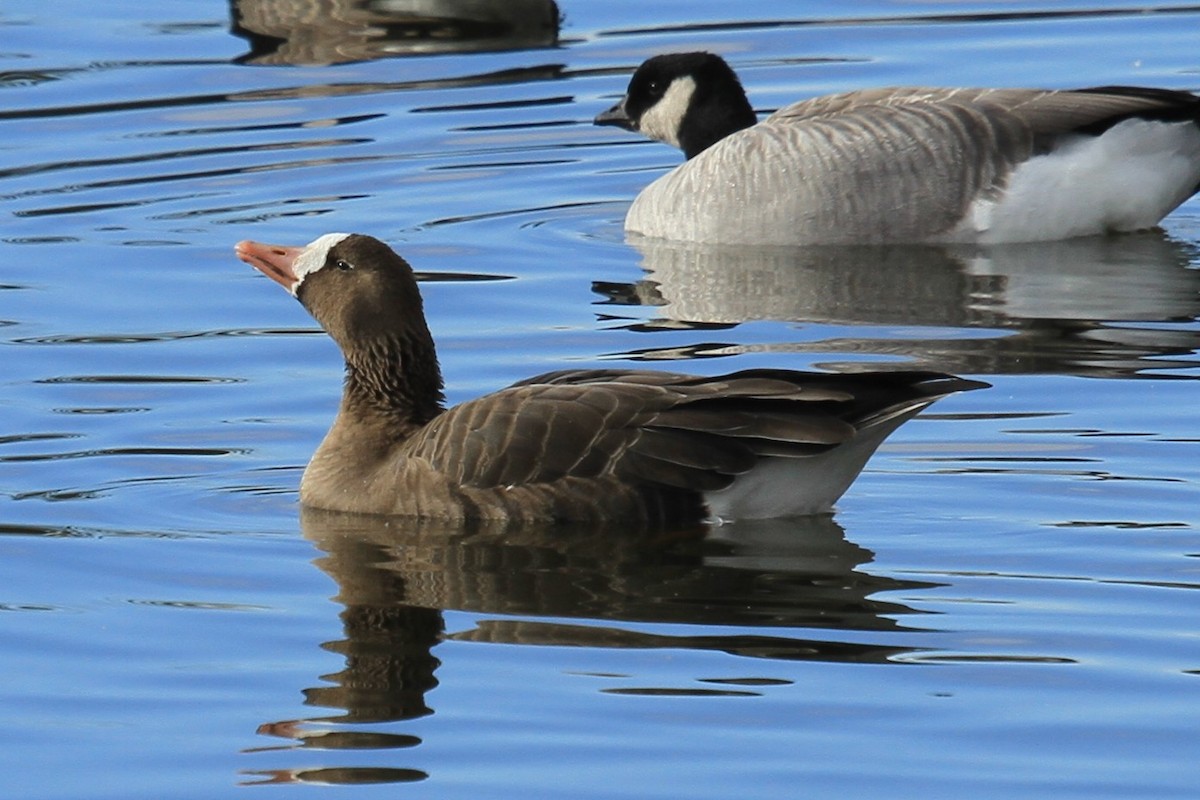husa běločelá (ssp. gambelli/sponsa) - ML644490138