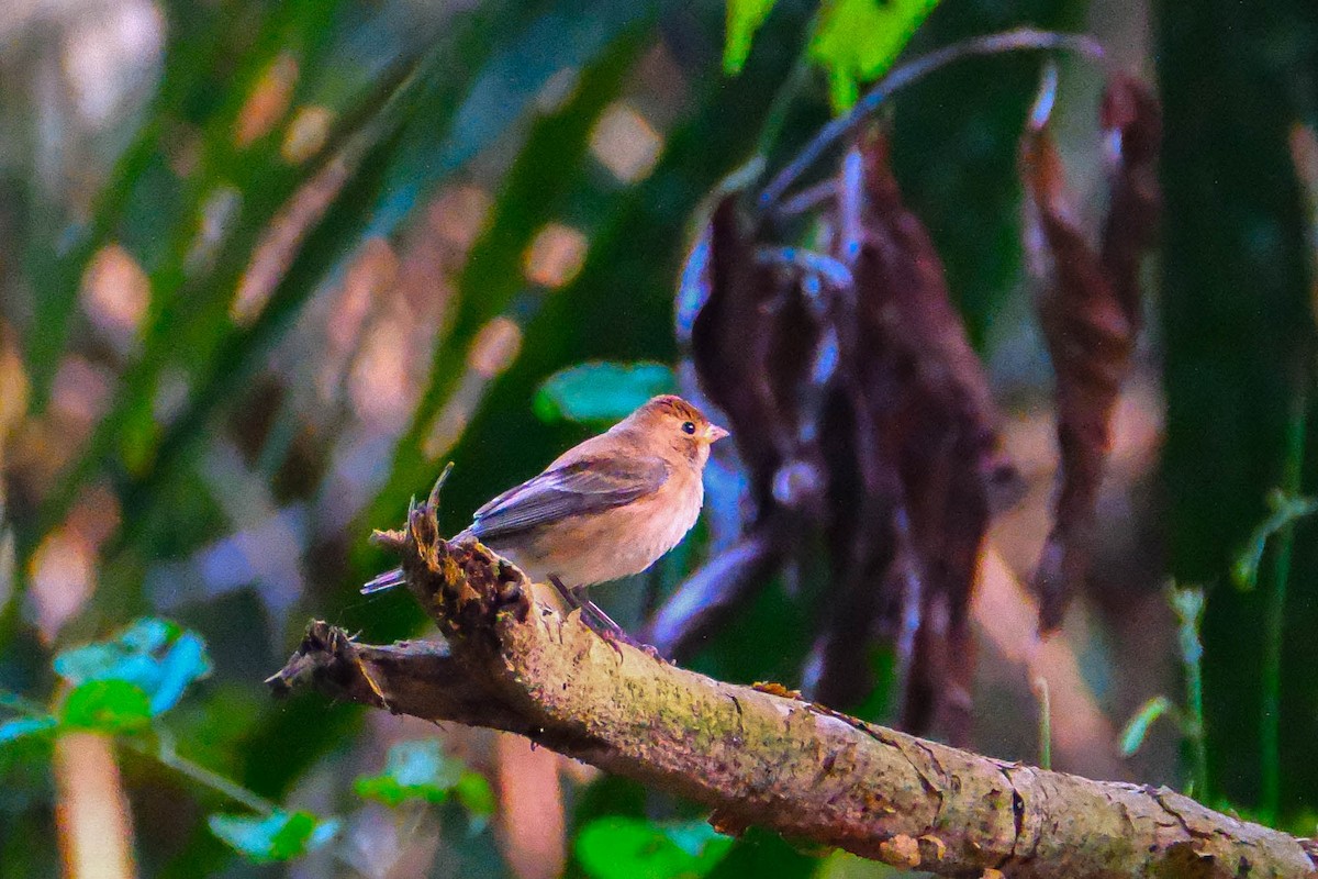 Индиговый колорин - ML644490139