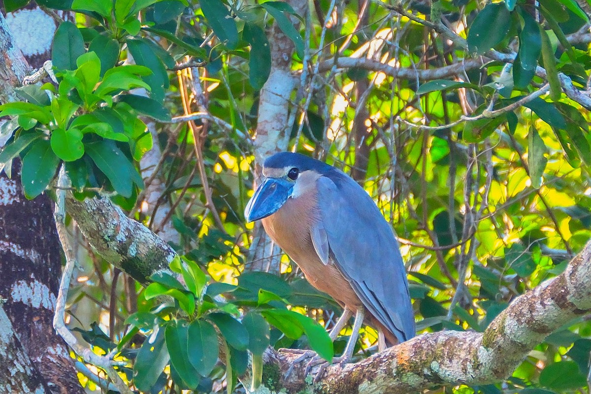 Boat-billed Heron - ML644490144