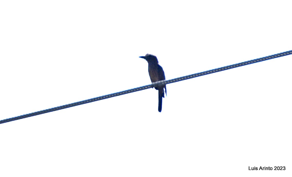 チャガシラニシブッポウソウ - ML644490146