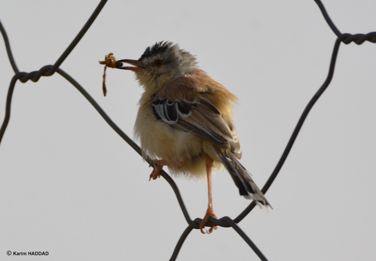 Cricket Longtail - ML644490156