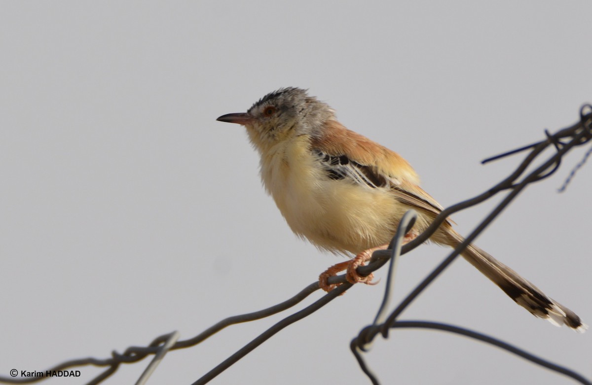 Cricket Longtail - ML644490157