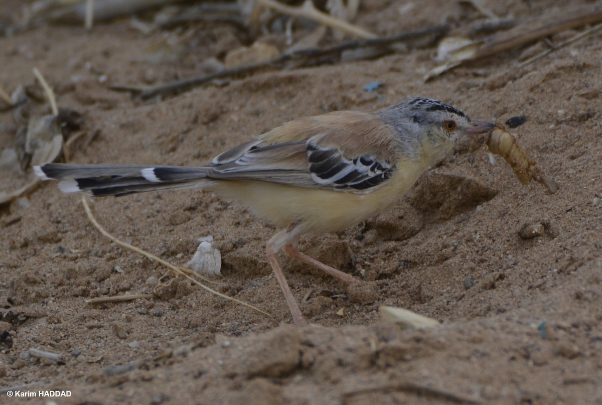 Cricket Longtail - ML644490158