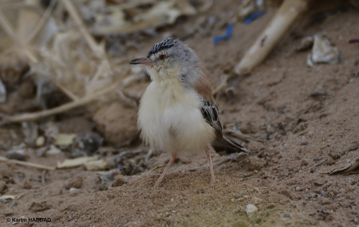 Cricket Longtail - ML644490160