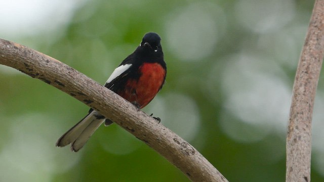 Painted Redstart - ML644490169
