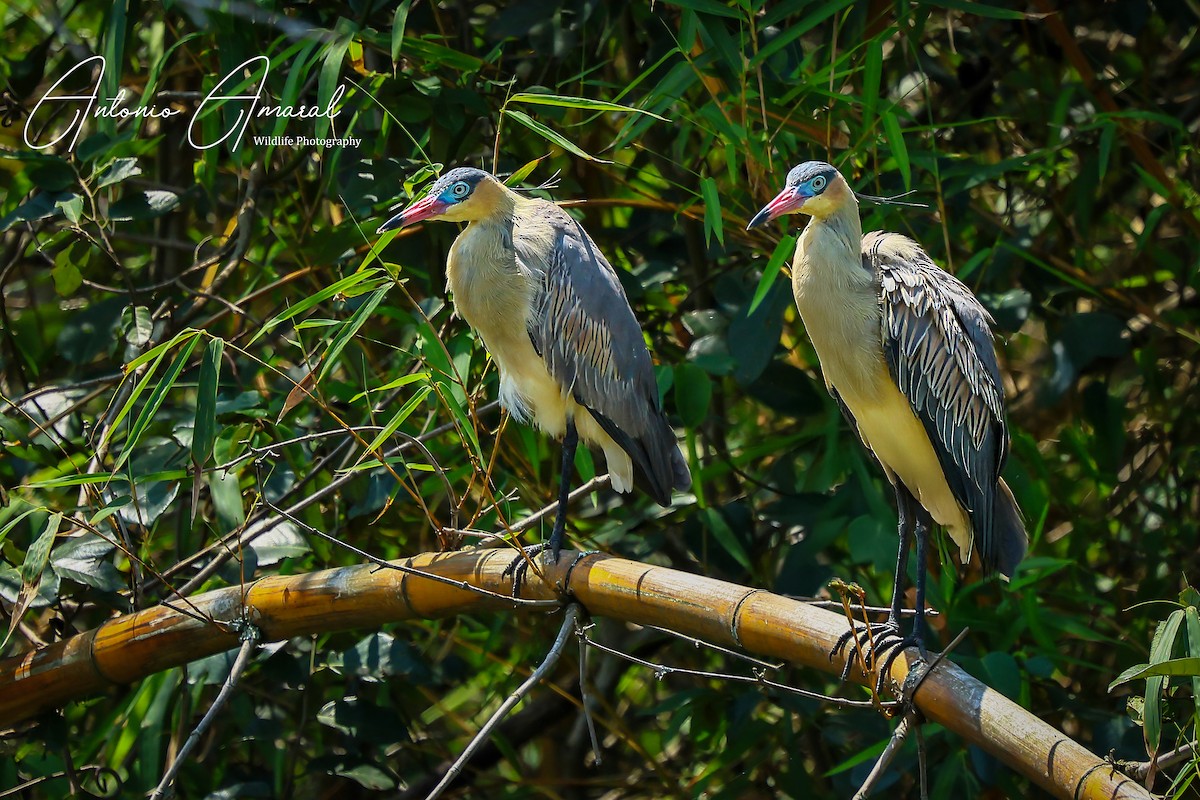 キムネゴイ - ML644490172