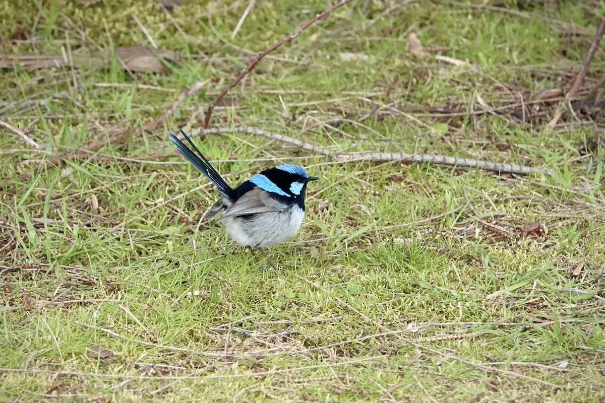 Superb Fairywren - ML644490184