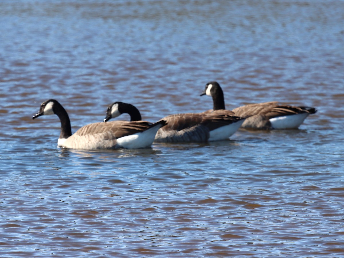 カナダガン - ML644490194