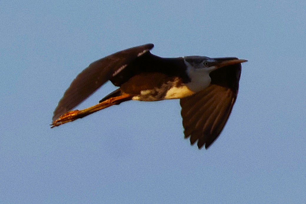 Pied Heron - ML644490195