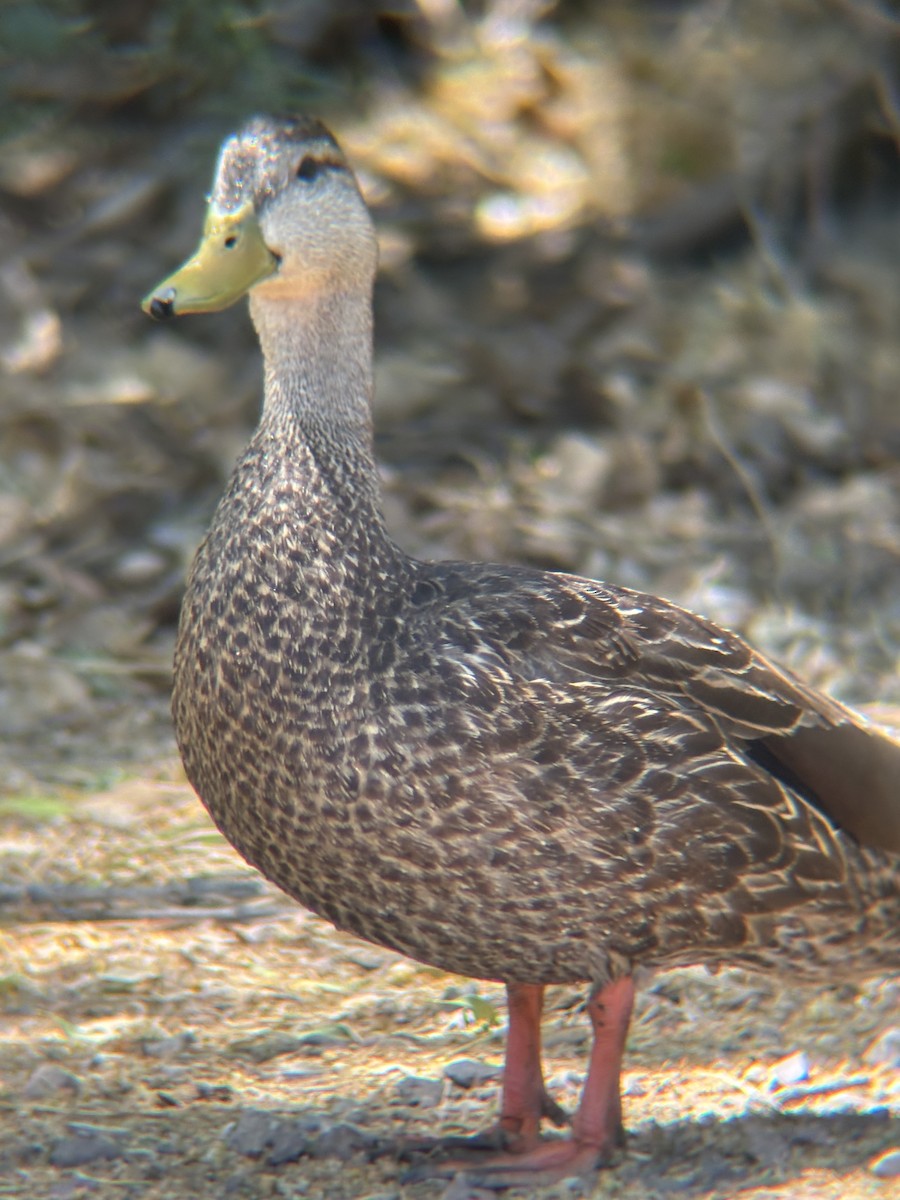 Mexican Duck - ML644490199