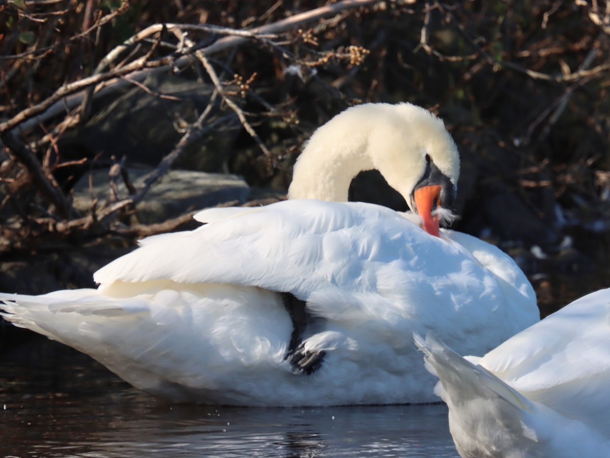 labuť velká - ML644490203