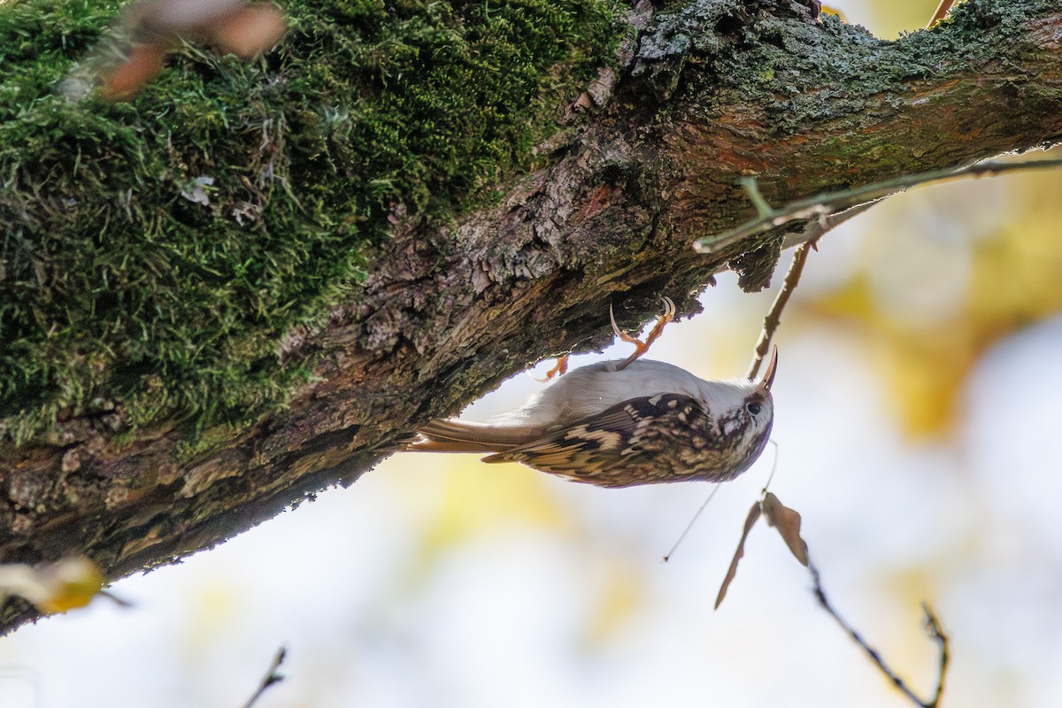 trekryper - ML644490204