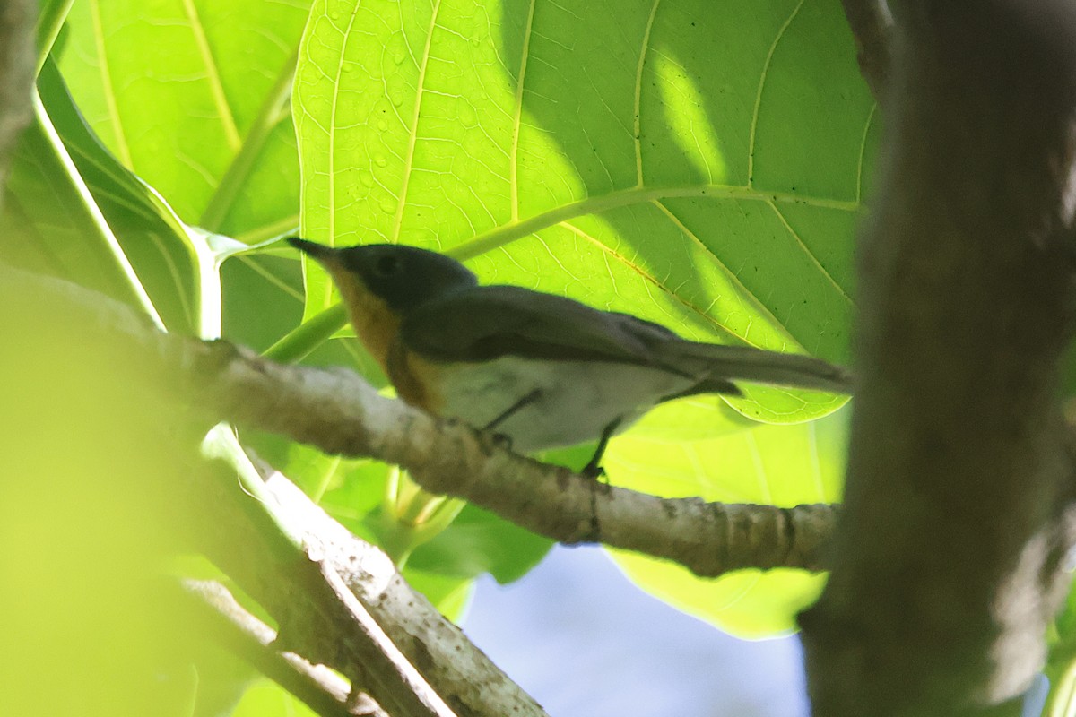 Leaden Flycatcher - ML644490206