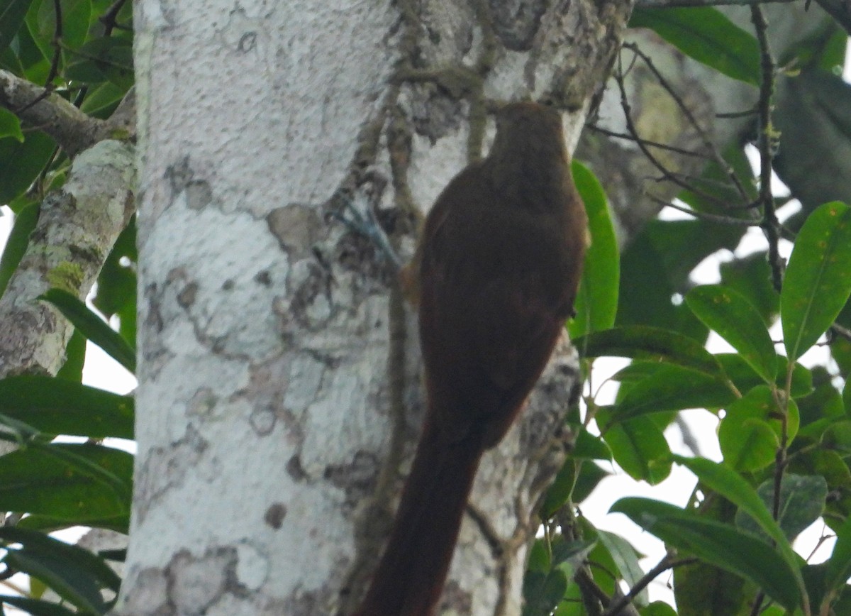 Trepatroncos Gorjicanelo - ML644490210