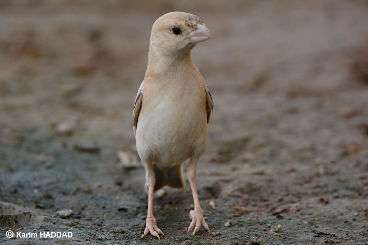 Desert Sparrow - ML644490211