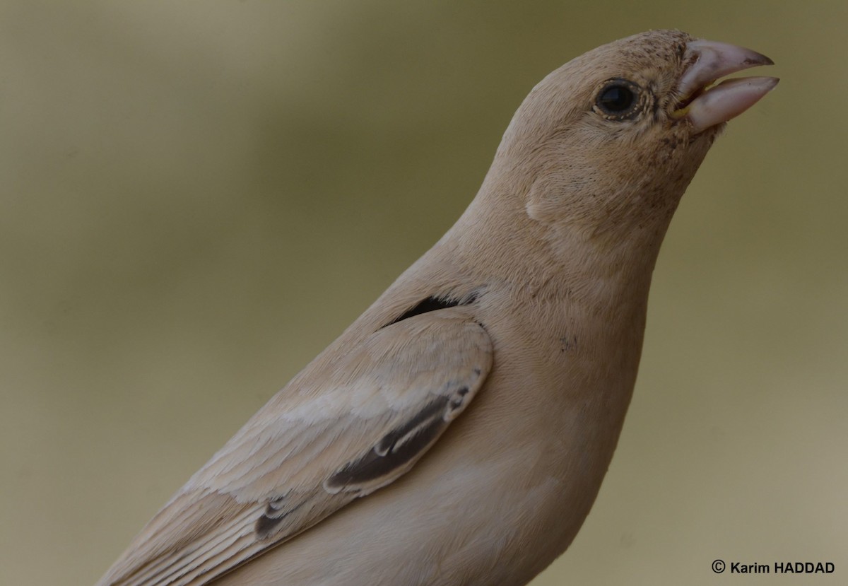 Desert Sparrow - ML644490212