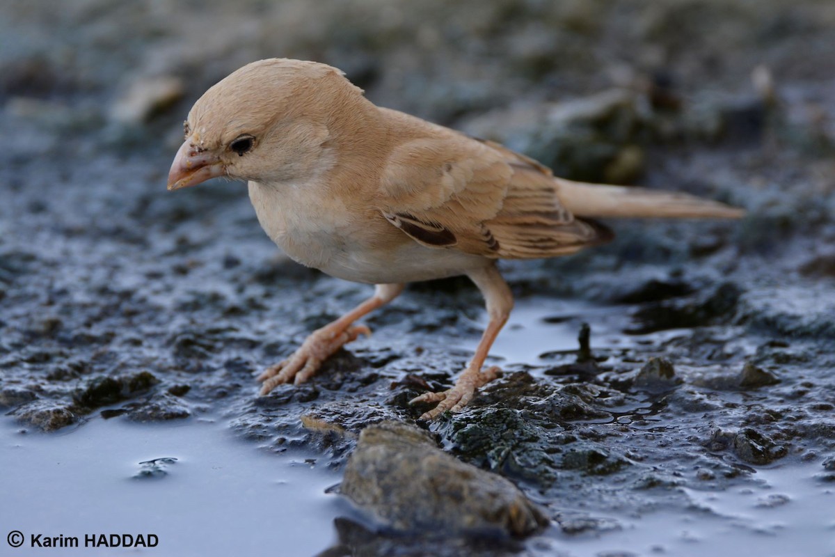 Desert Sparrow - ML644490213
