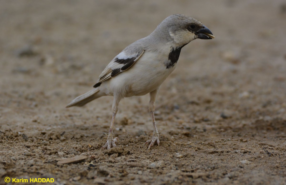 Desert Sparrow - ML644490214