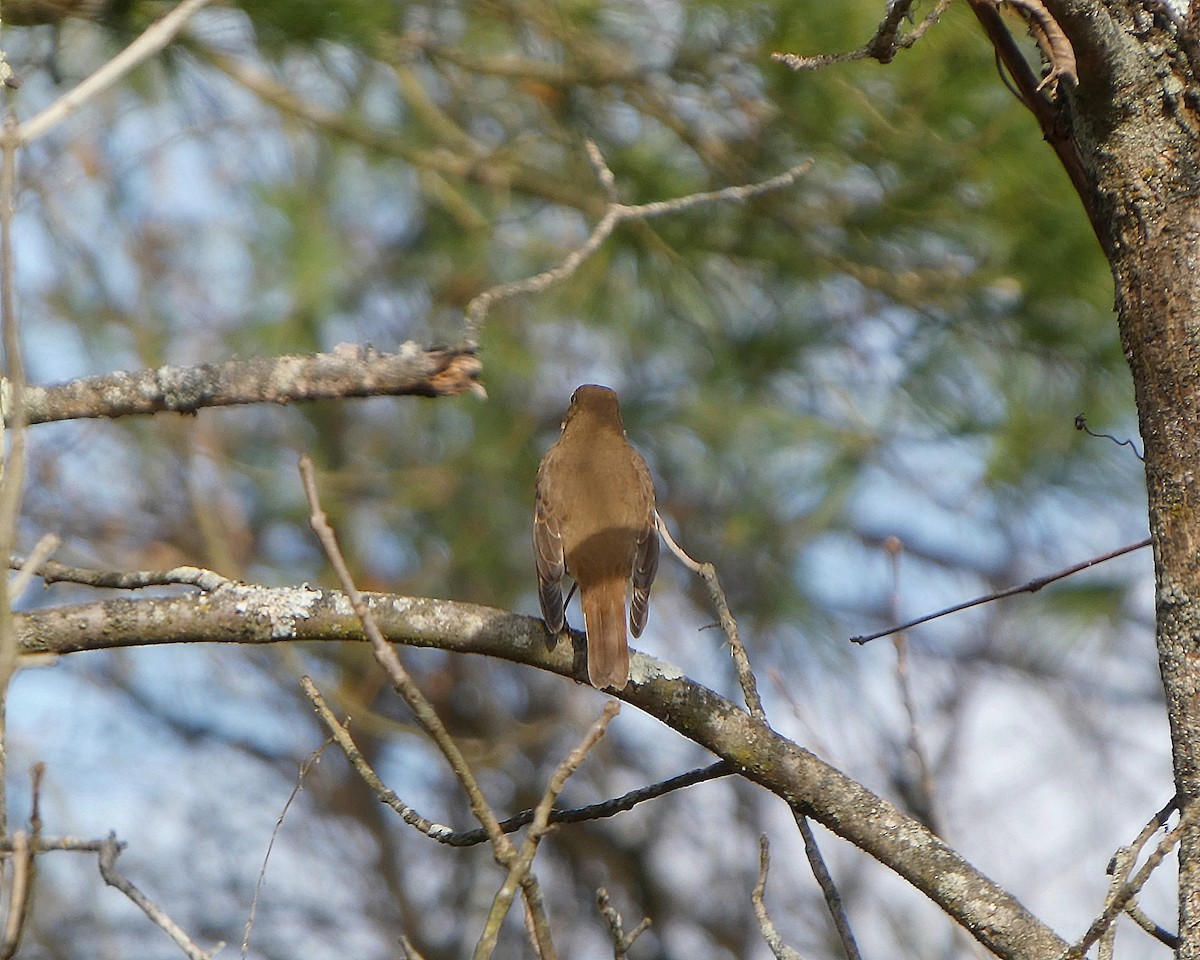 Hermit Thrush - ML644490217