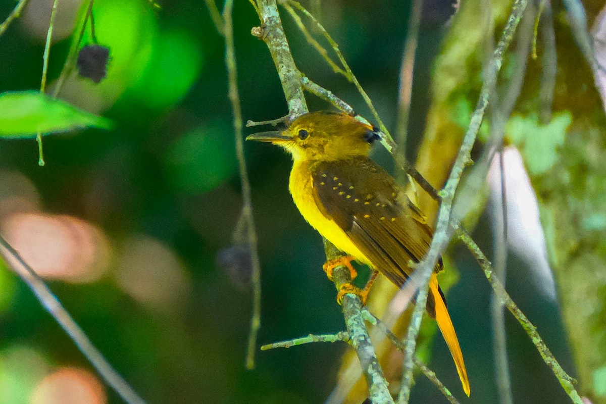 Tropical Royal Flycatcher - ML644490218