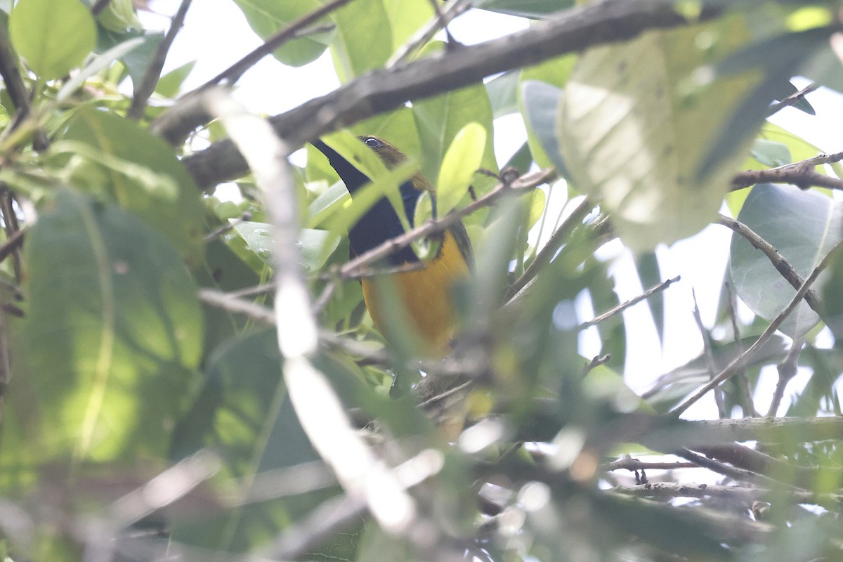 Sahul Sunbird - ML644490222