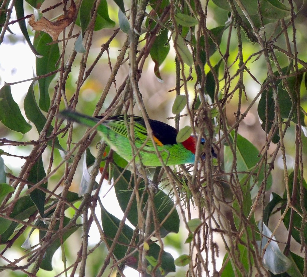 Tangara Militar - ML644490223