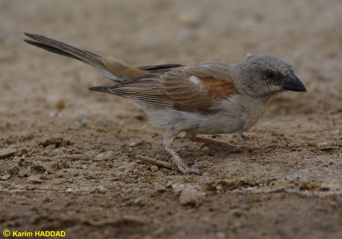Northern Gray-headed Sparrow - ML644490228
