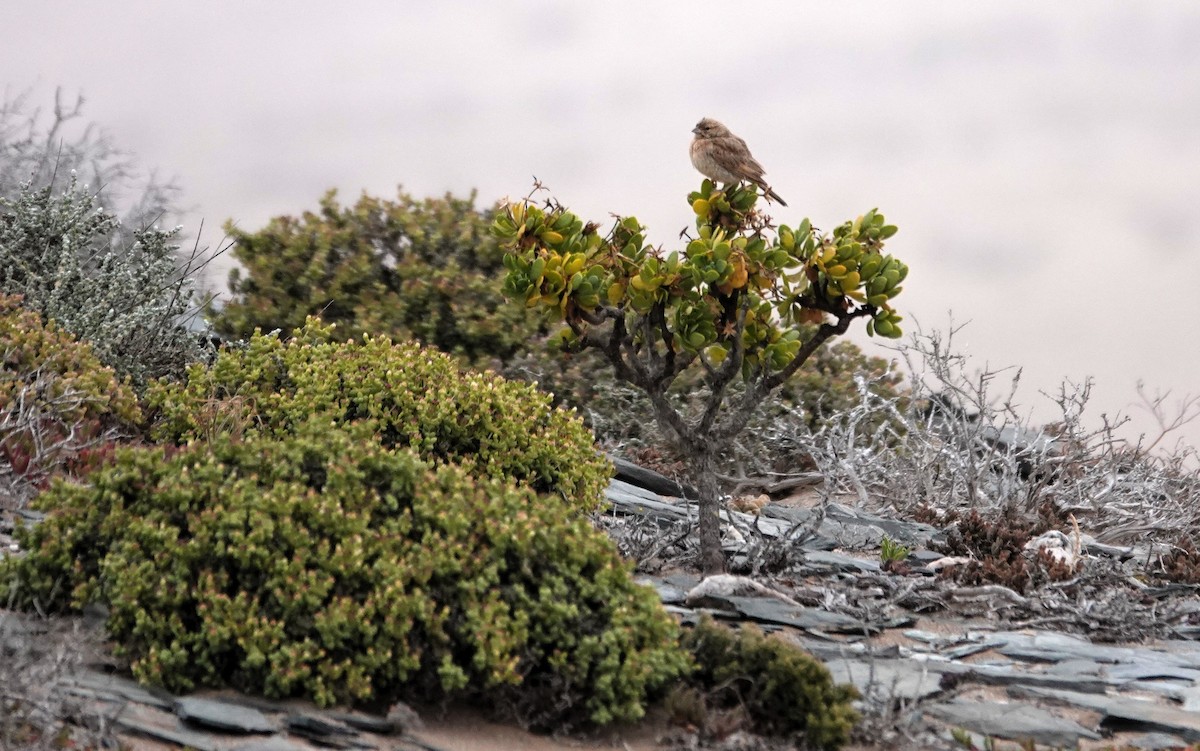 nomadespurv - ML644490230