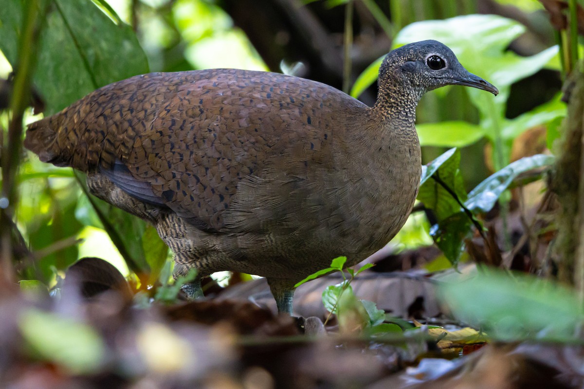 Great Tinamou - ML644490237