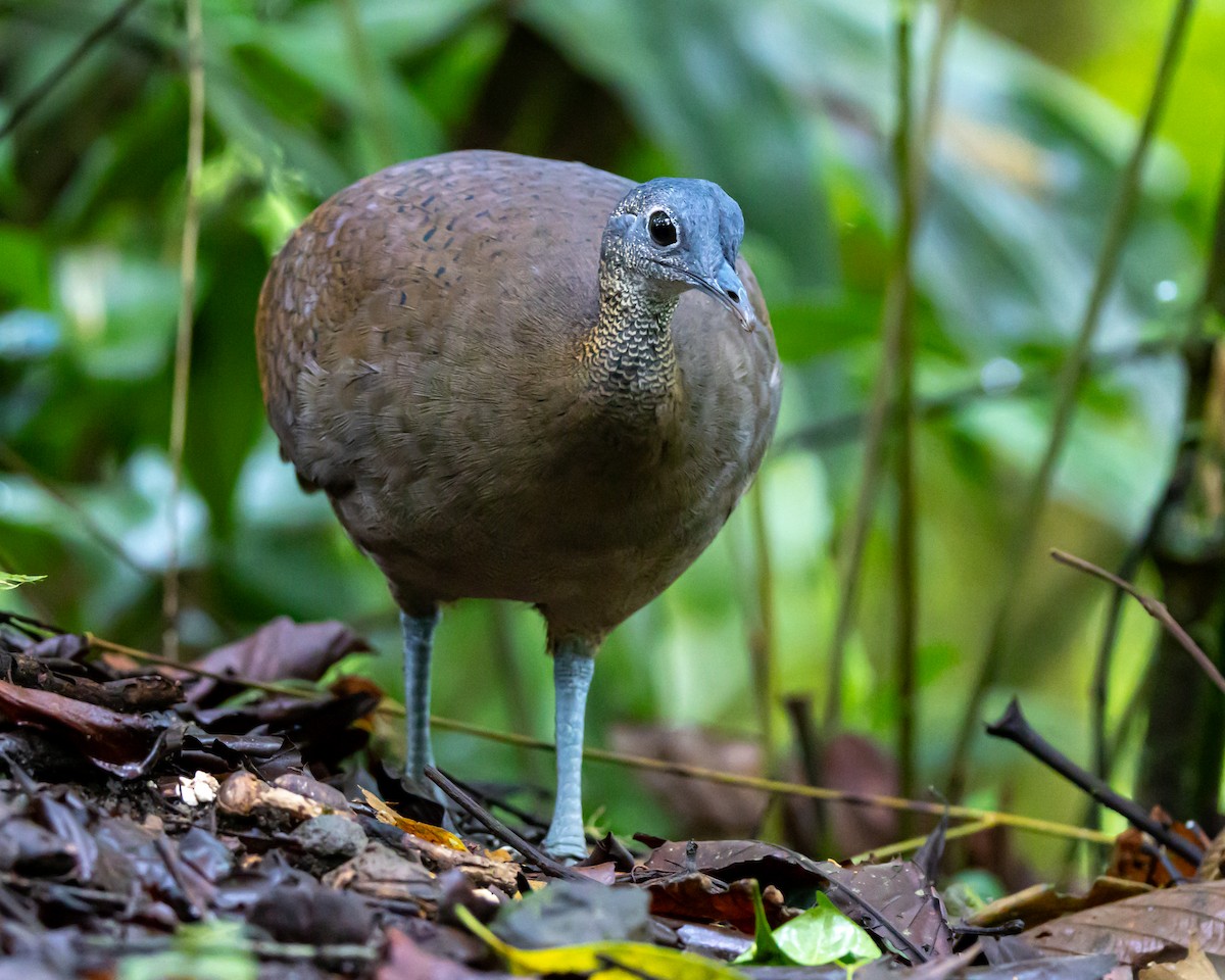 Great Tinamou - ML644490238
