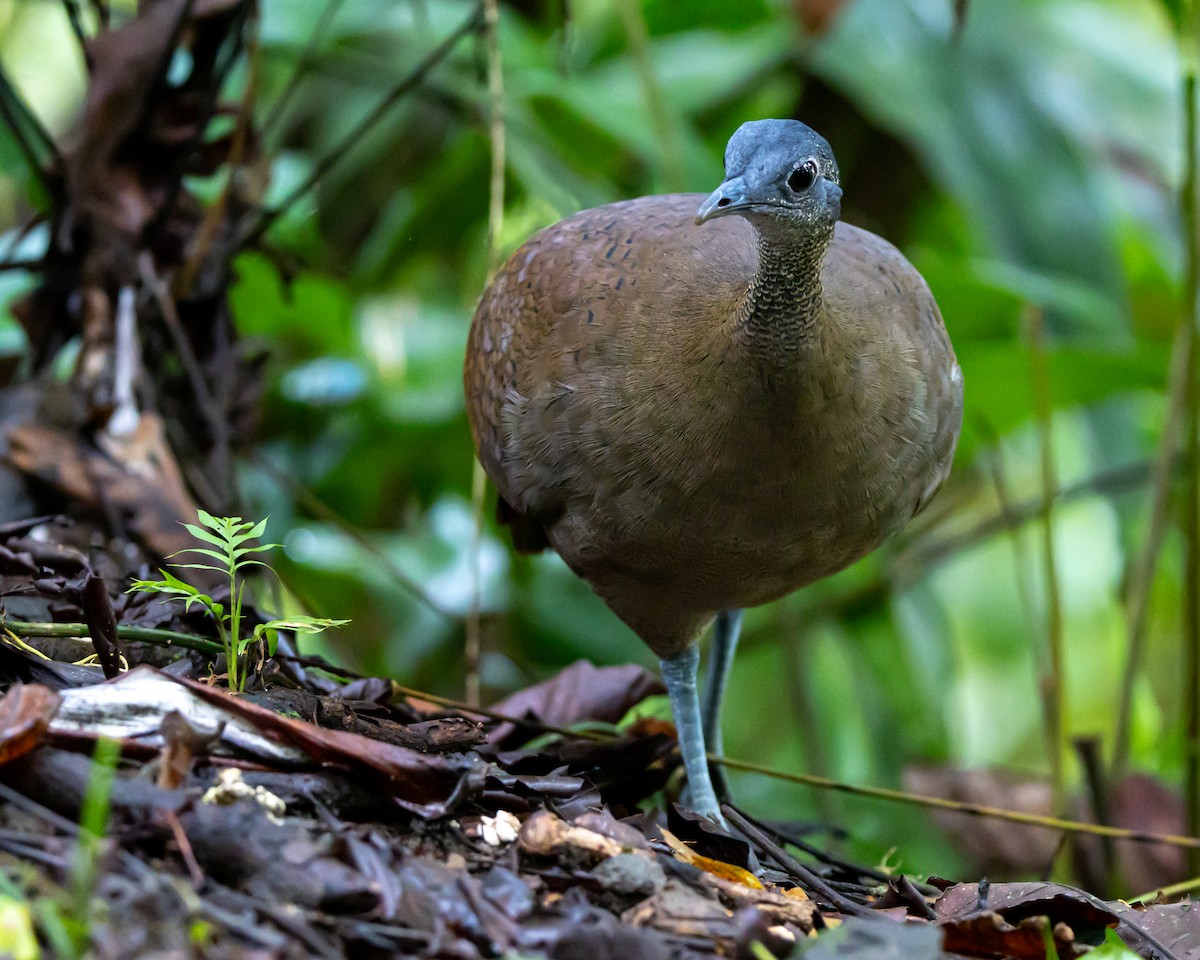 Great Tinamou - ML644490240