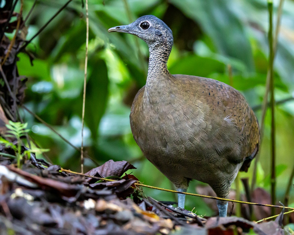 Great Tinamou - ML644490241