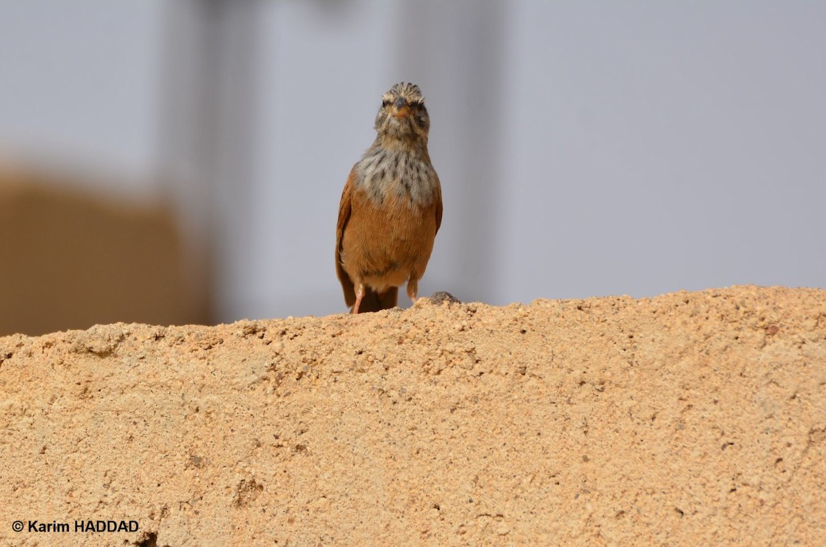 House Bunting - ML644490245