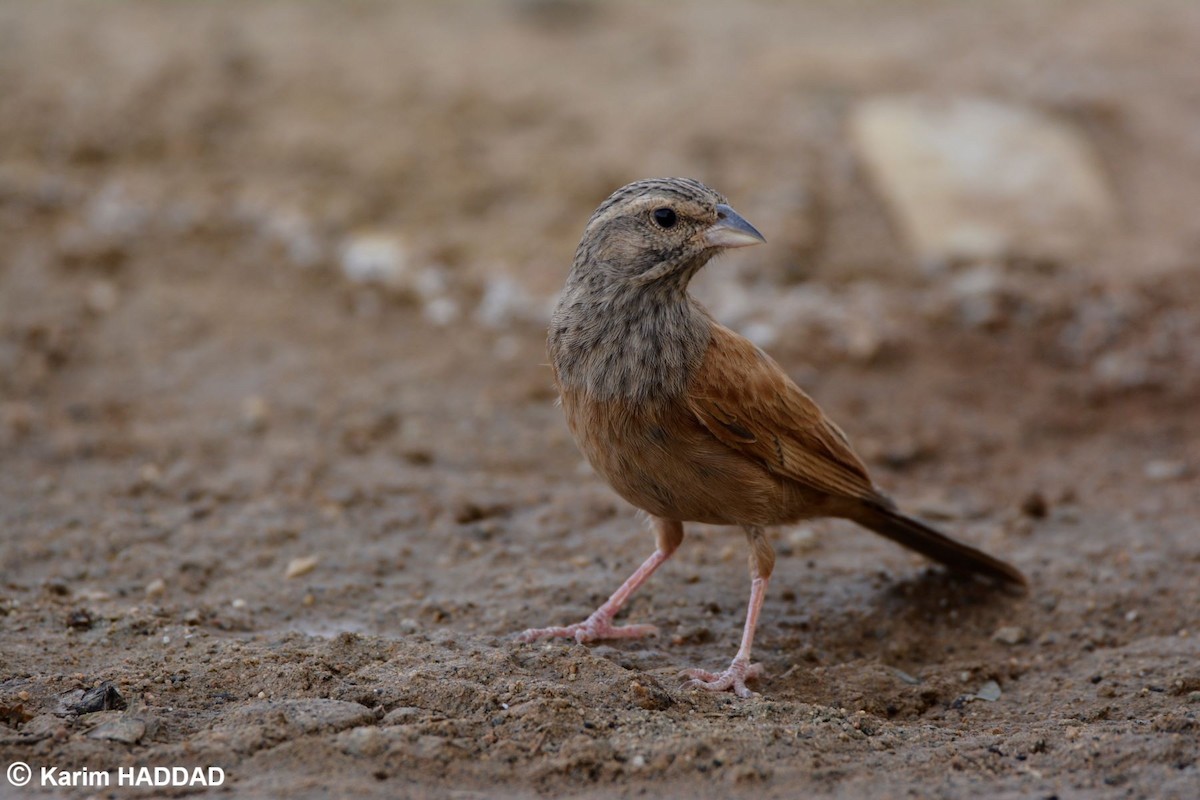 House Bunting - ML644490246