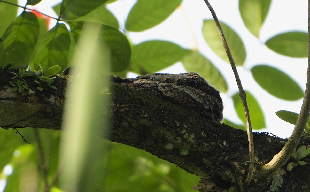 Лагс эргүүбор - ML644490250