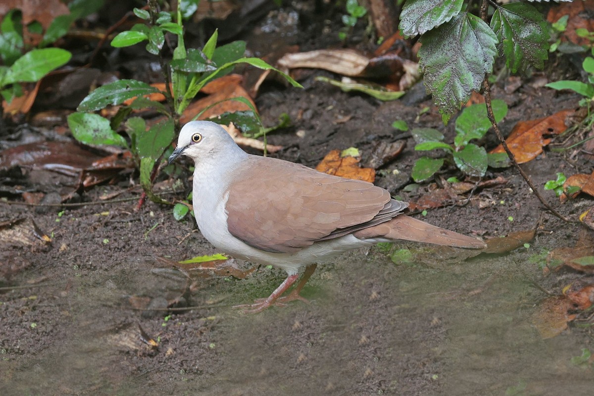 Pallid Dove - ML644490251