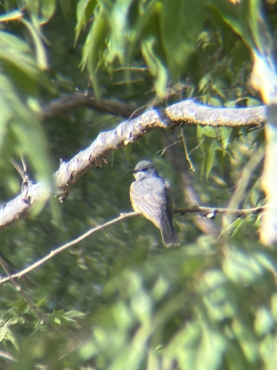 Cassin's Kingbird - ML644490252