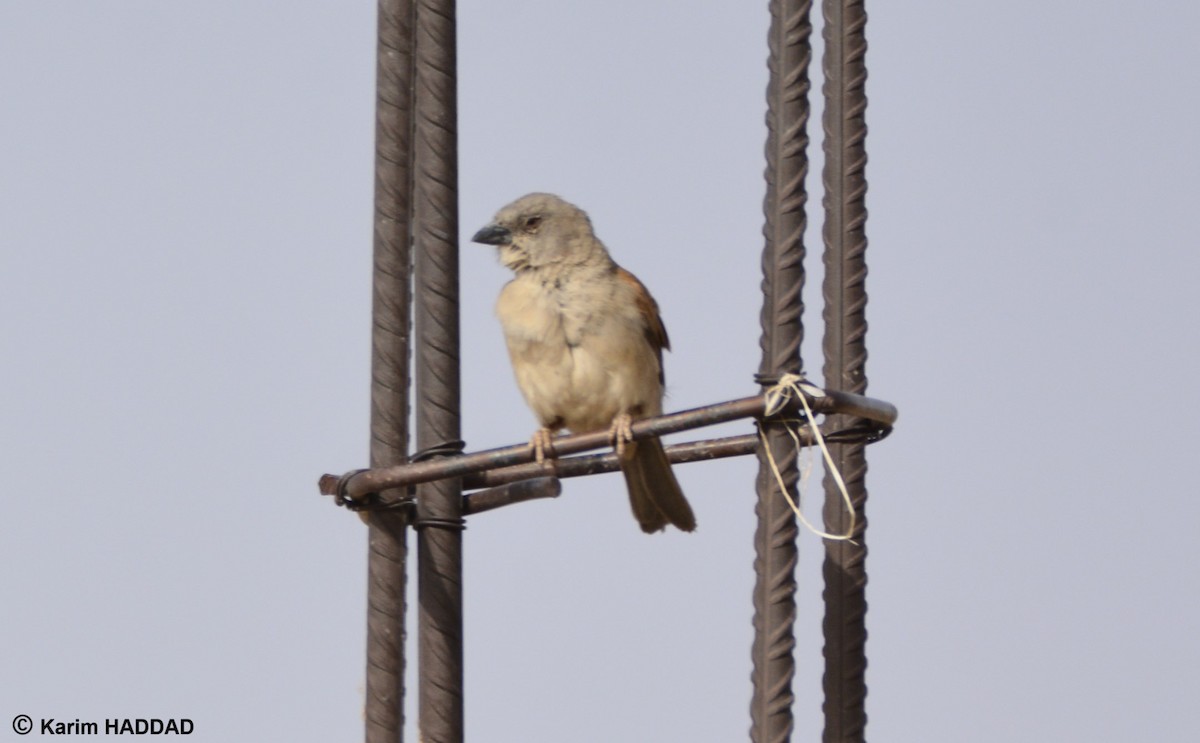 Northern Gray-headed Sparrow - ML644490253
