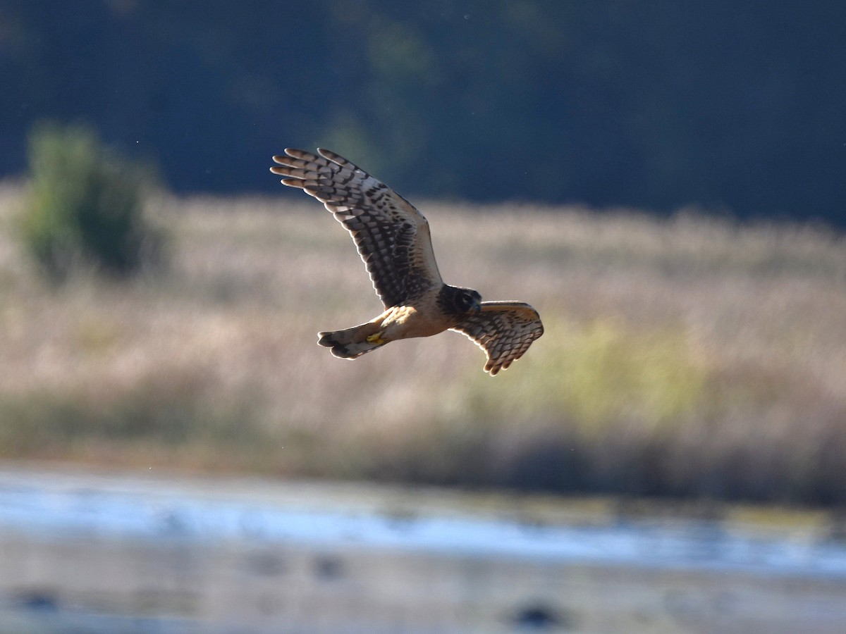 アメリカハイイロチュウヒ - ML644490276