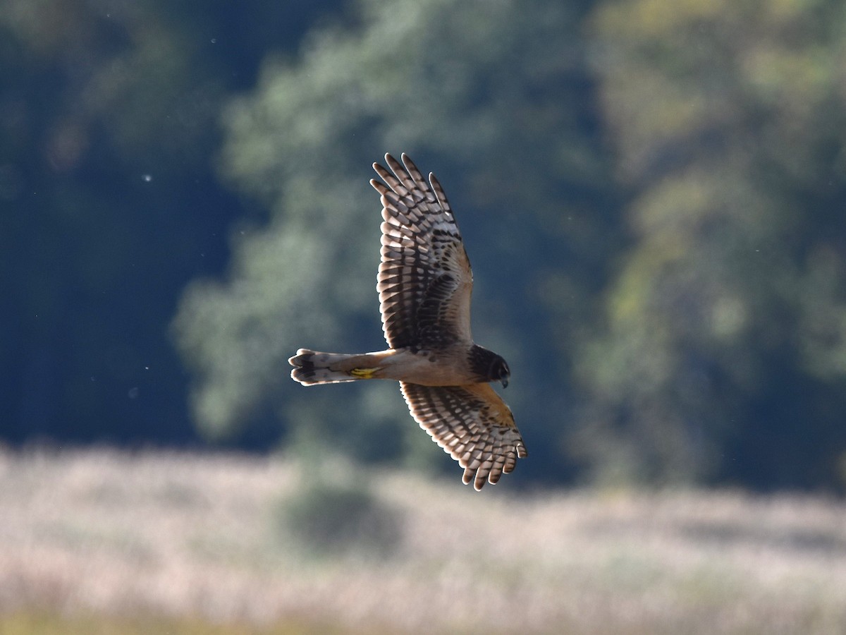 アメリカハイイロチュウヒ - ML644490279