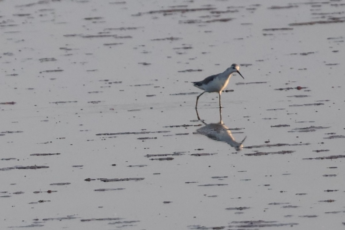 Marsh Sandpiper - ML644490280