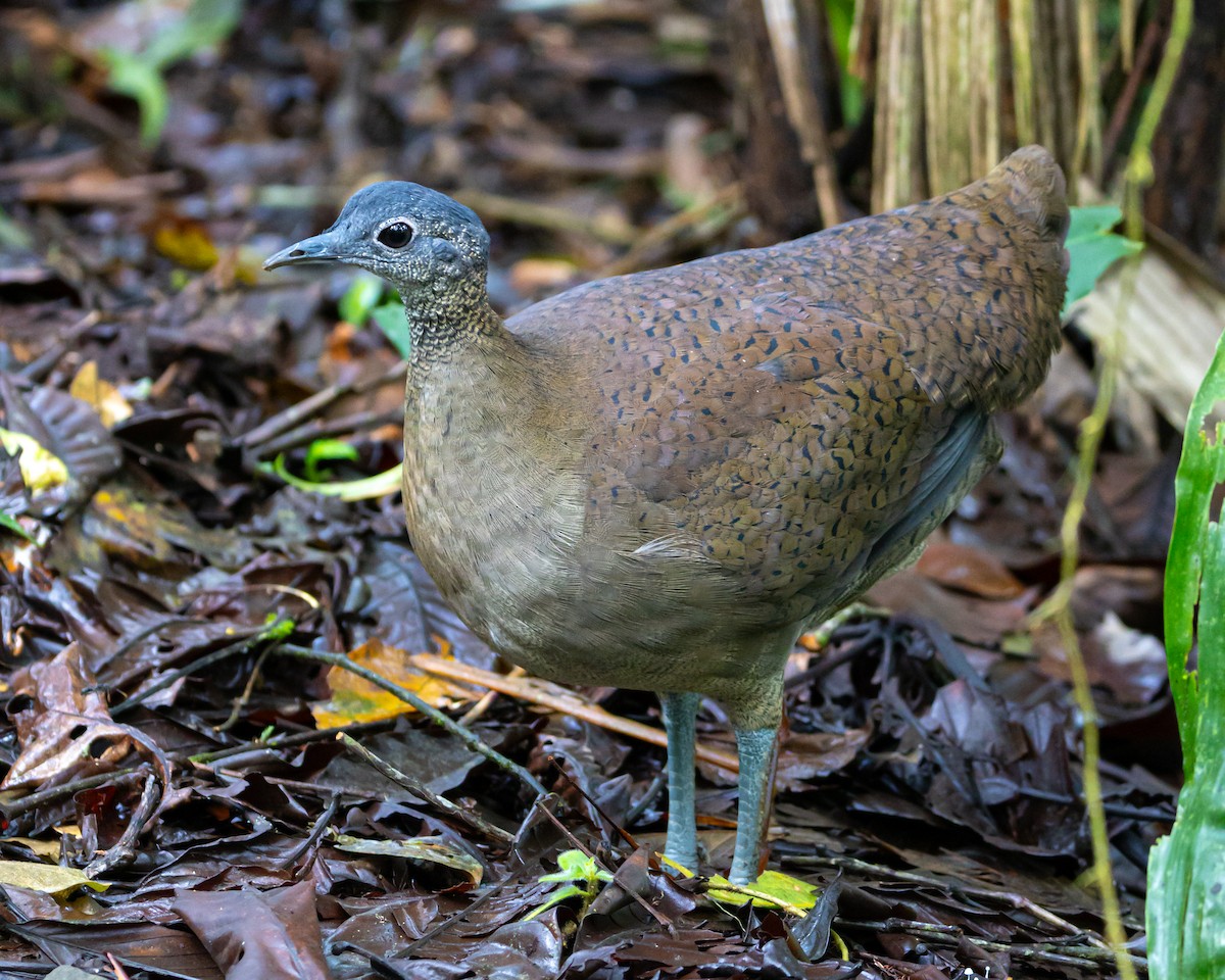 Great Tinamou - ML644490281